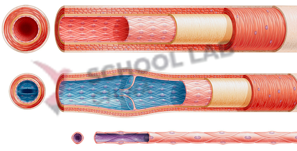 Anatomy of Blood Vessels: Model Set - Artery, Vein and Capillary